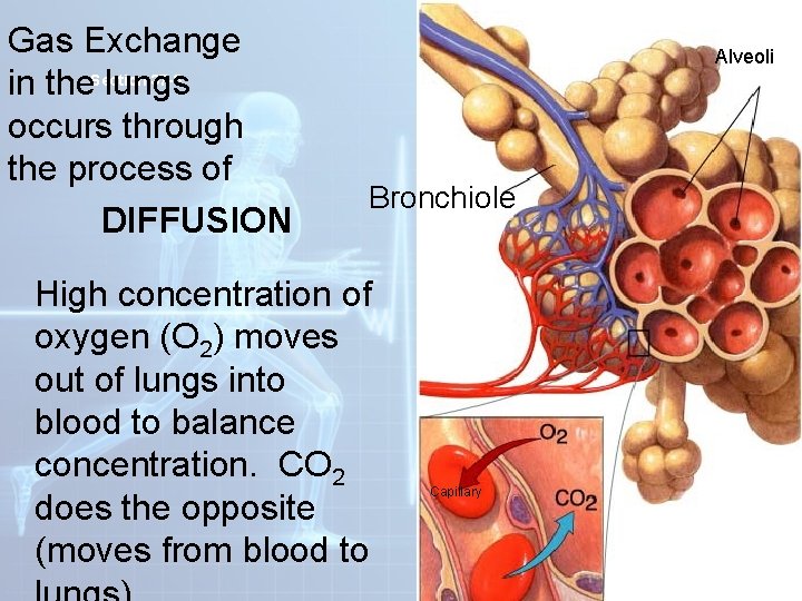 Gas Exchange 37 -3 in the. Section lungs occurs through the process of DIFFUSION Gas Exchange 37 -3 in the. Section lungs occurs through the process of DIFFUSION