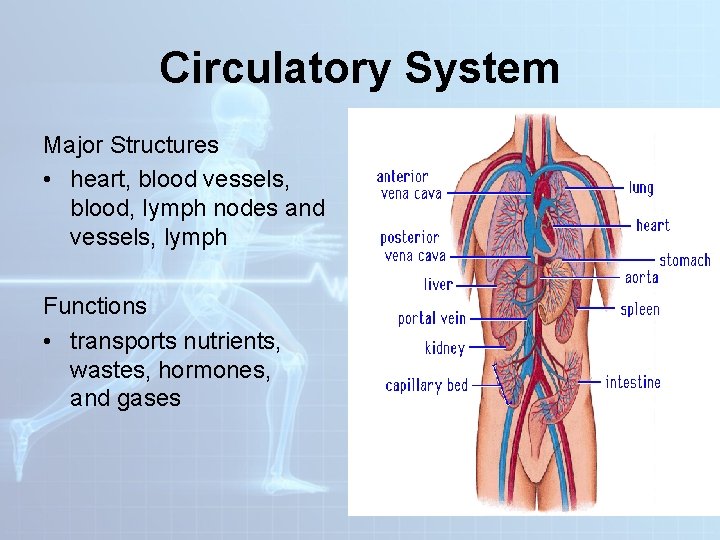 Circulatory System Major Structures • heart, blood vessels, blood, lymph nodes and vessels, lymph Circulatory System Major Structures • heart, blood vessels, blood, lymph nodes and vessels, lymph