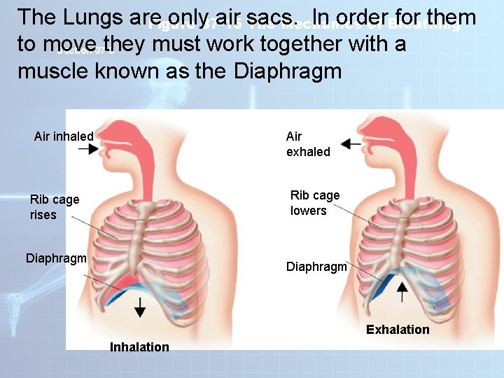 The Lungs are only 37 -15 air sacs. In order for them Figure The The Lungs are only 37 -15 air sacs. In order for them Figure The