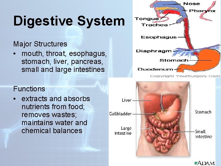 Digestive System Major Structures • mouth, throat, esophagus, stomach, liver, pancreas, small and large Digestive System Major Structures • mouth, throat, esophagus, stomach, liver, pancreas, small and large