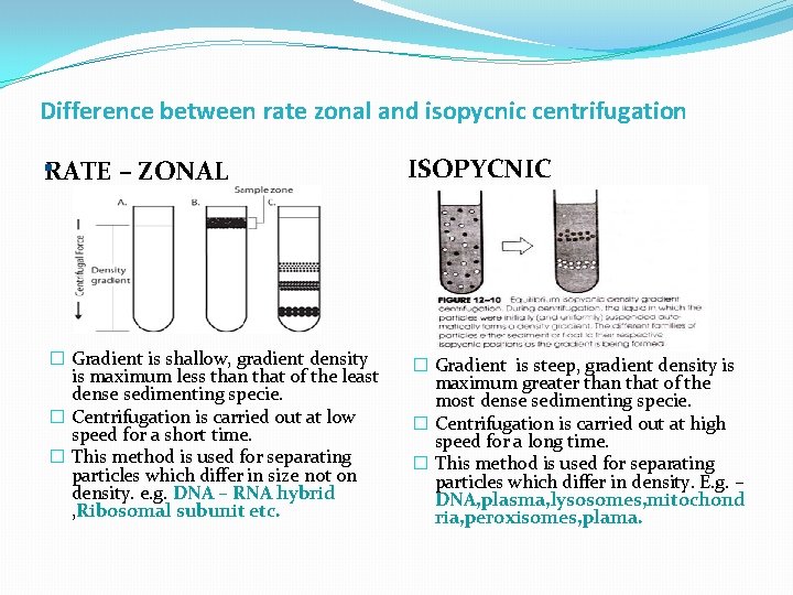 Difference between rate zonal and isopycnic centrifugation RATE – ZONAL ISOPYCNIC � Gradient is