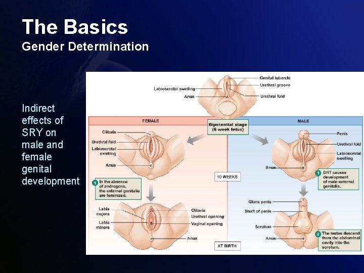 The Basics Gender Determination Indirect effects of SRY on male and female genital development The Basics Gender Determination Indirect effects of SRY on male and female genital development