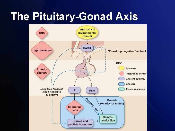 The Pituitary-Gonad Axis The Pituitary-Gonad Axis