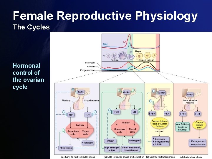 Female Reproductive Physiology The Cycles Hormonal control of the ovarian cycle 