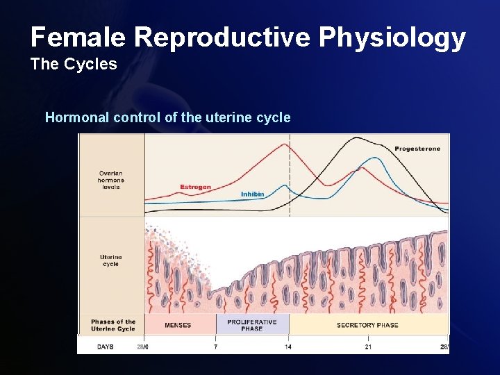 Female Reproductive Physiology The Cycles Hormonal control of the uterine cycle 