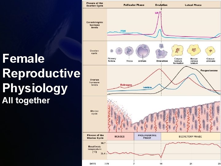 Female Reproductive Physiology All together Female Reproductive Physiology All together