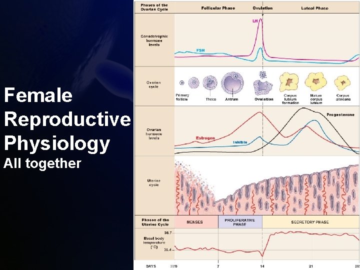 Female Reproductive Physiology All together 