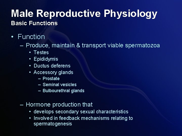 Male Reproductive Physiology Basic Functions • Function – Produce, maintain & transport viable spermatozoa