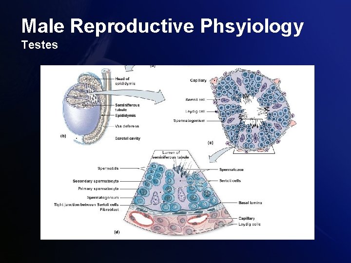 Male Reproductive Phsyiology Testes 