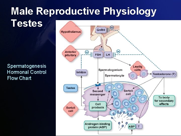 Male Reproductive Physiology Testes Spermatogenesis Hormonal Control Flow Chart 