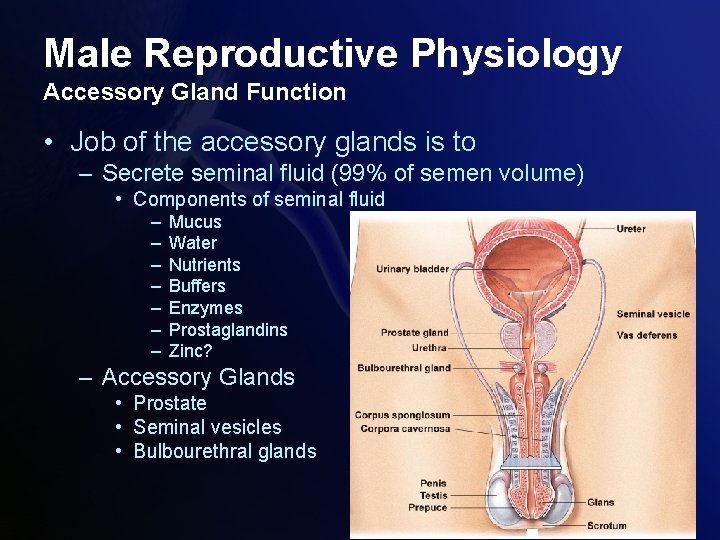 Male Reproductive Physiology Accessory Gland Function • Job of the accessory glands is to