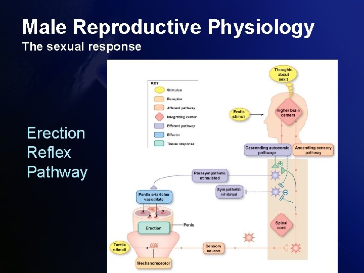 Male Reproductive Physiology The sexual response Erection Reflex Pathway 