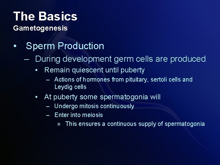 The Basics Gametogenesis • Sperm Production – During development germ cells are produced • The Basics Gametogenesis • Sperm Production – During development germ cells are produced •