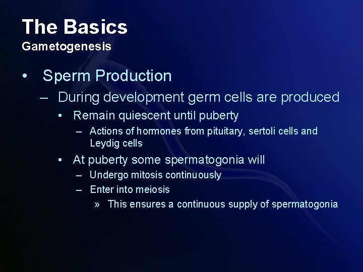 The Basics Gametogenesis • Sperm Production – During development germ cells are produced •