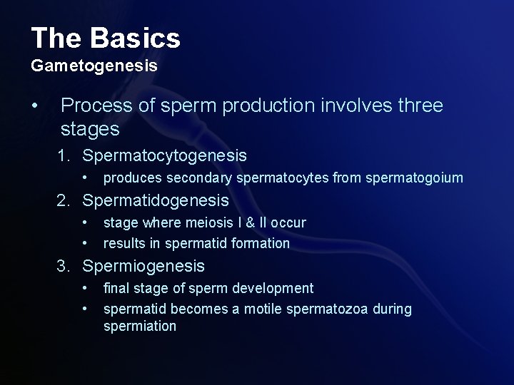 The Basics Gametogenesis • Process of sperm production involves three stages 1. Spermatocytogenesis •