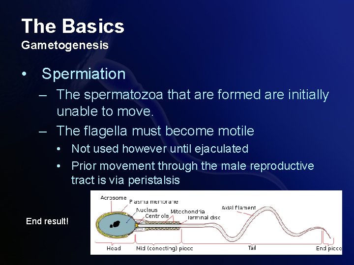 The Basics Gametogenesis • Spermiation – The spermatozoa that are formed are initially unable