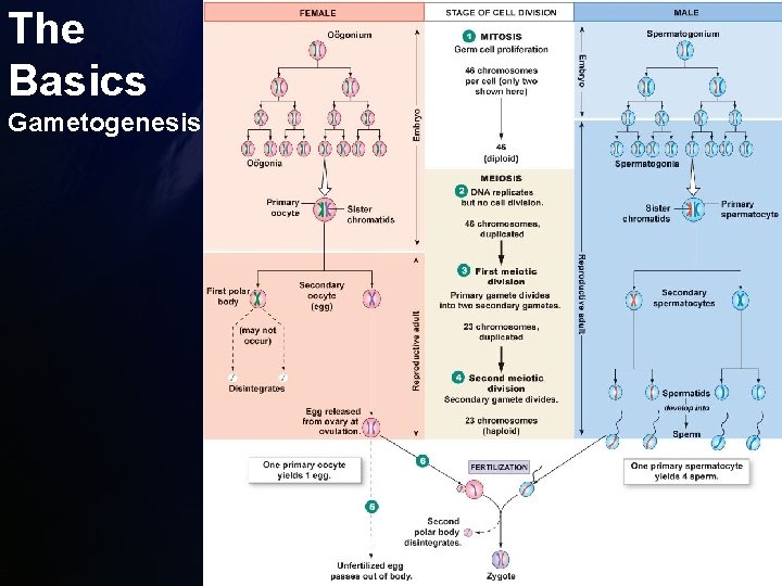 The Basics Gametogenesis 