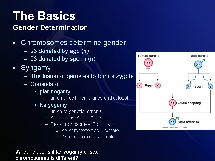 The Basics Gender Determination • Chromosomes determine gender – 23 donated by egg (n)