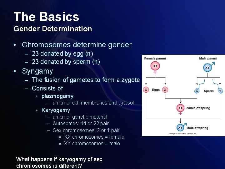 The Basics Gender Determination • Chromosomes determine gender – 23 donated by egg (n) The Basics Gender Determination • Chromosomes determine gender – 23 donated by egg (n)