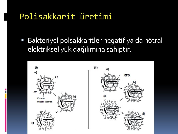 Polisakkarit üretimi Bakteriyel polsakkaritler negatif ya da nötral elektriksel yük dağılımına sahiptir. 