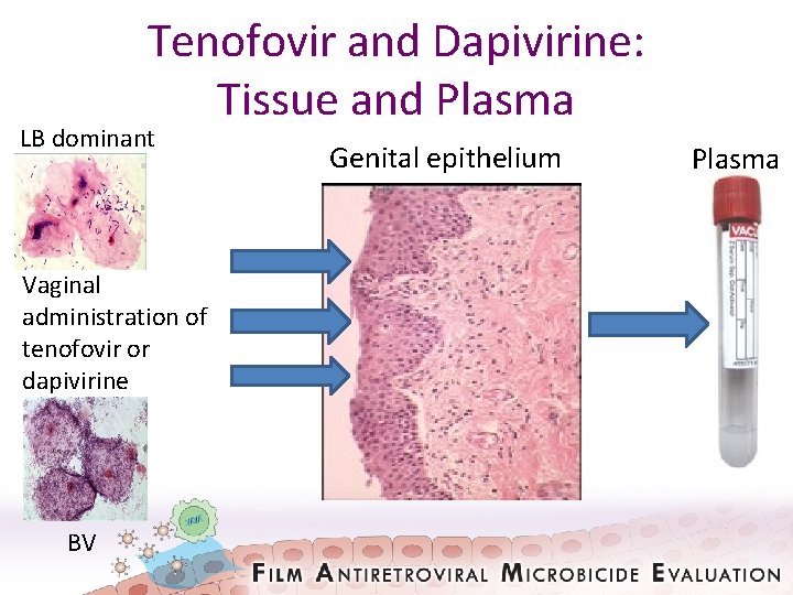Tenofovir and Dapivirine: Tissue and Plasma LB dominant Vaginal administration of tenofovir or dapivirine