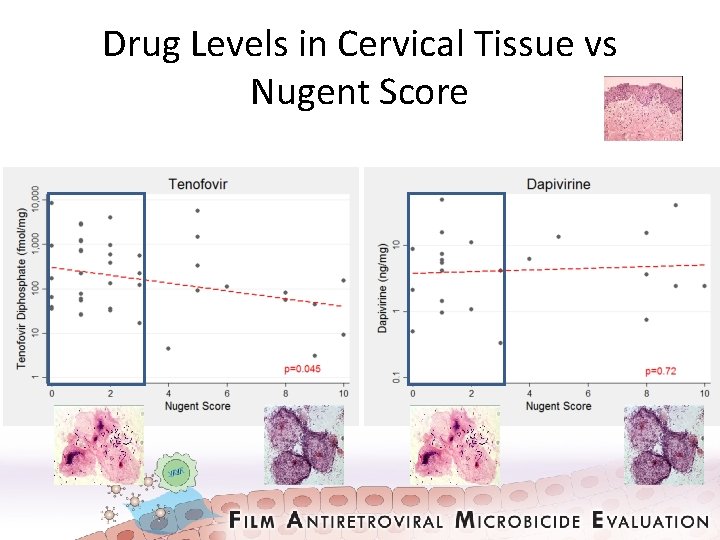 Drug Levels in Cervical Tissue vs Nugent Score 