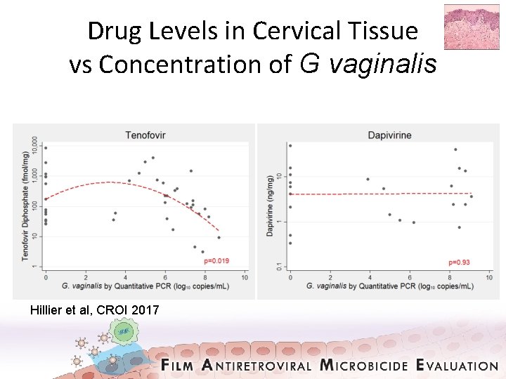 Drug Levels in Cervical Tissue vs Concentration of G vaginalis Hillier et al, CROI