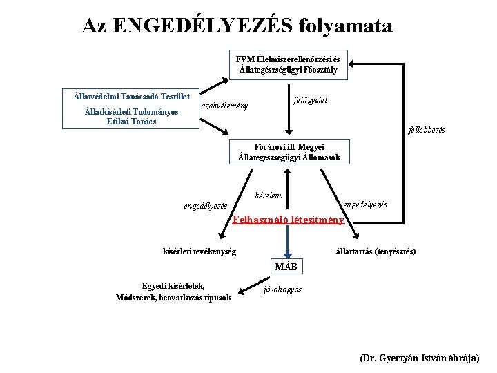 Az ENGEDÉLYEZÉS folyamata FVM Élelmiszerellenőrzési és Állategészségügyi Főosztály Állatvédelmi Tanácsadó Testület Állatkísérleti Tudományos Etikai