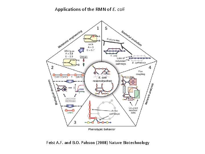 Applications of the RMN of E. coli Feist A. F. and B. O. Palsson