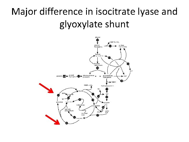 Major difference in isocitrate lyase and glyoxylate shunt 