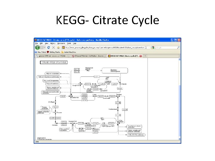 KEGG- Citrate Cycle 