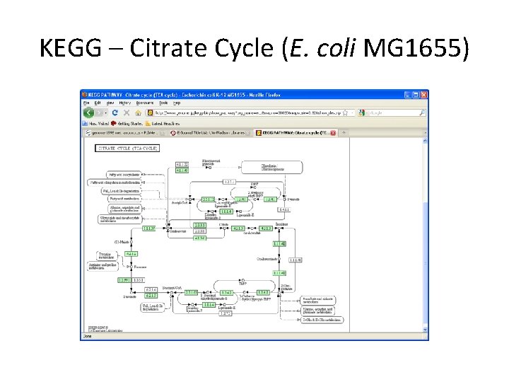 KEGG – Citrate Cycle (E. coli MG 1655) 