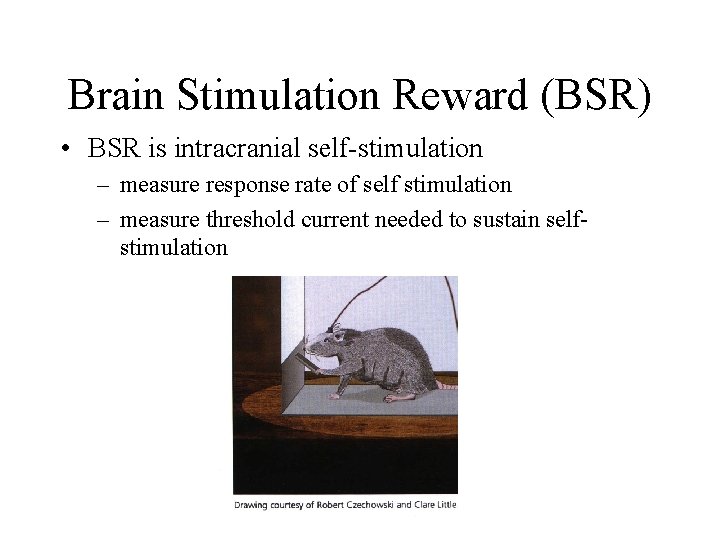 Brain Stimulation Reward (BSR) • BSR is intracranial self-stimulation – measure response rate of