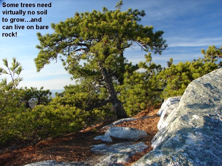 Some trees need virtually no soil to grow…and can live on bare rock! 