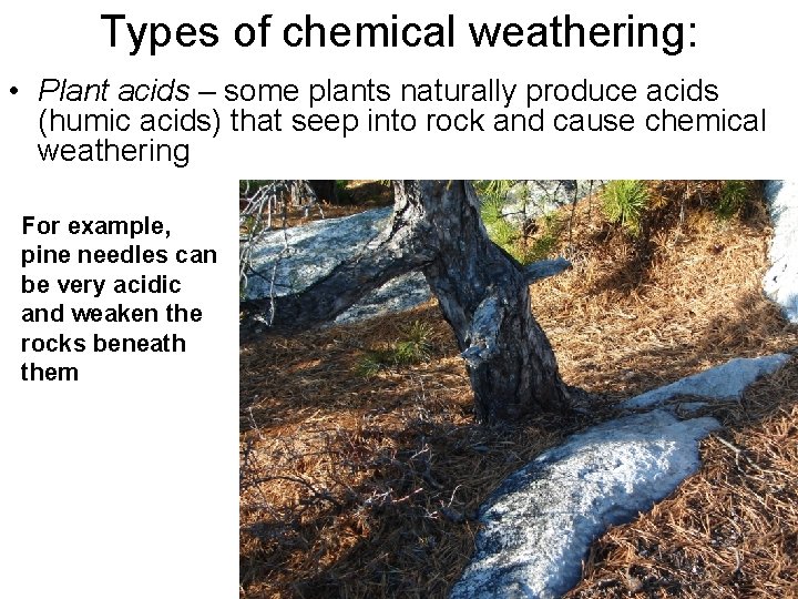 Types of chemical weathering: • Plant acids – some plants naturally produce acids (humic