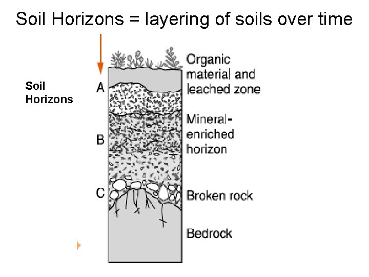 Soil Horizons = layering of soils over time Soil Horizons 