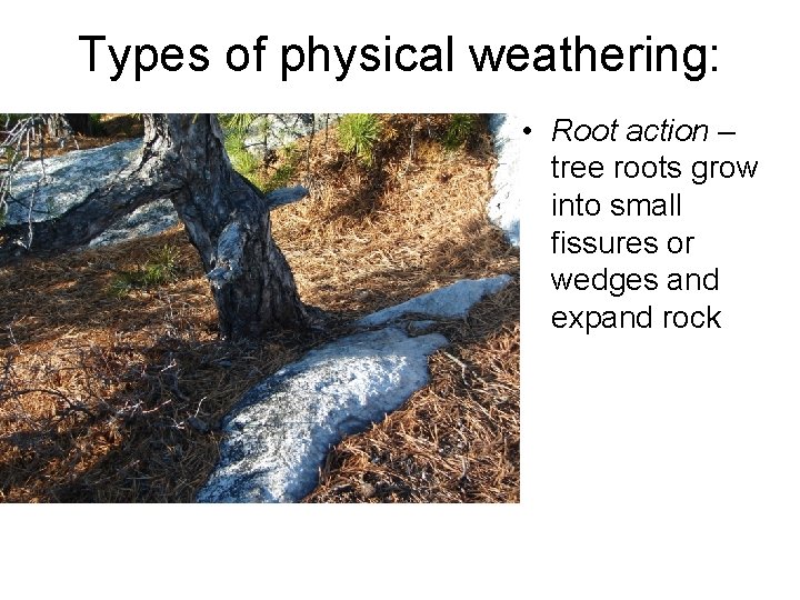 Types of physical weathering: • Root action – tree roots grow into small fissures