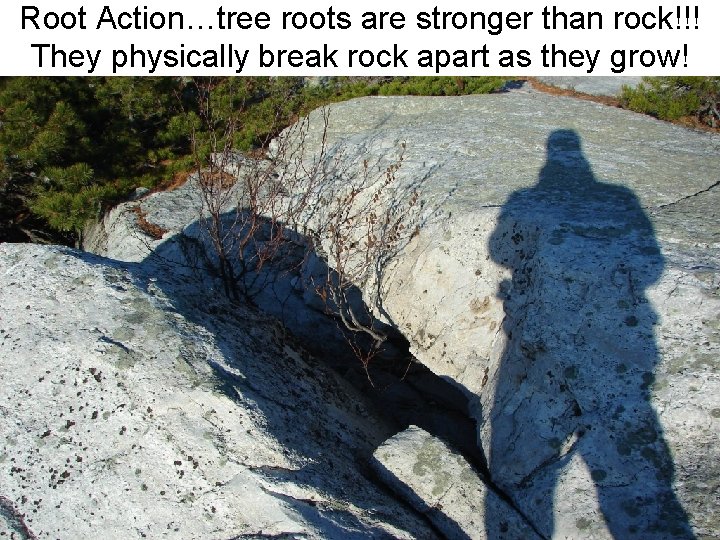 Root Action…tree roots are stronger than rock!!! They physically break rock apart as they