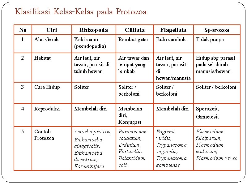 Klasifikasi Kelas-Kelas pada Protozoa No Ciri Rhizopoda Cilliata Flagellata Sporozoa 1 Alat Gerak Kaki