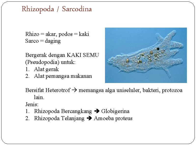 Rhizopoda / Sarcodina Rhizo = akar, podos = kaki Sarco = daging Bergerak dengan