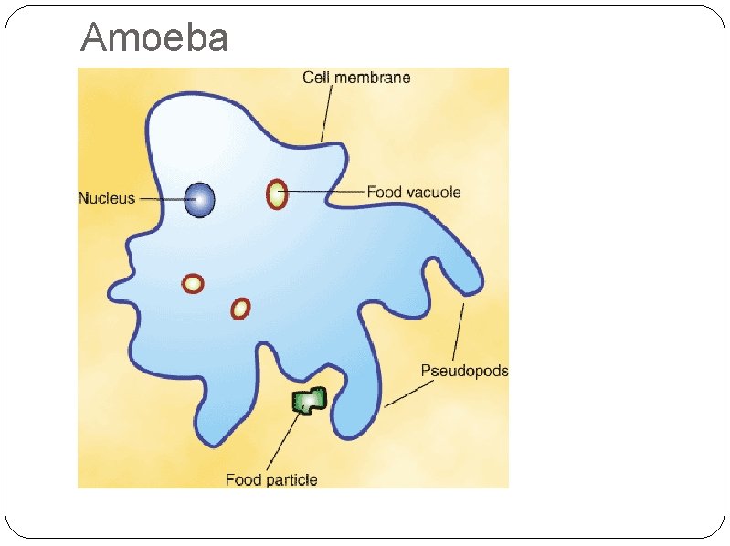 Amoeba 