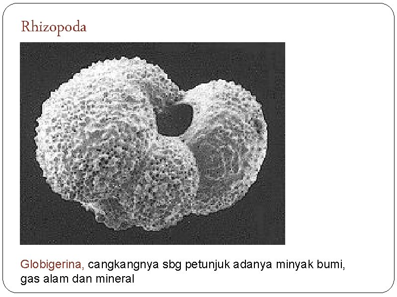 Rhizopoda Globigerina, cangkangnya sbg petunjuk adanya minyak bumi, gas alam dan mineral 