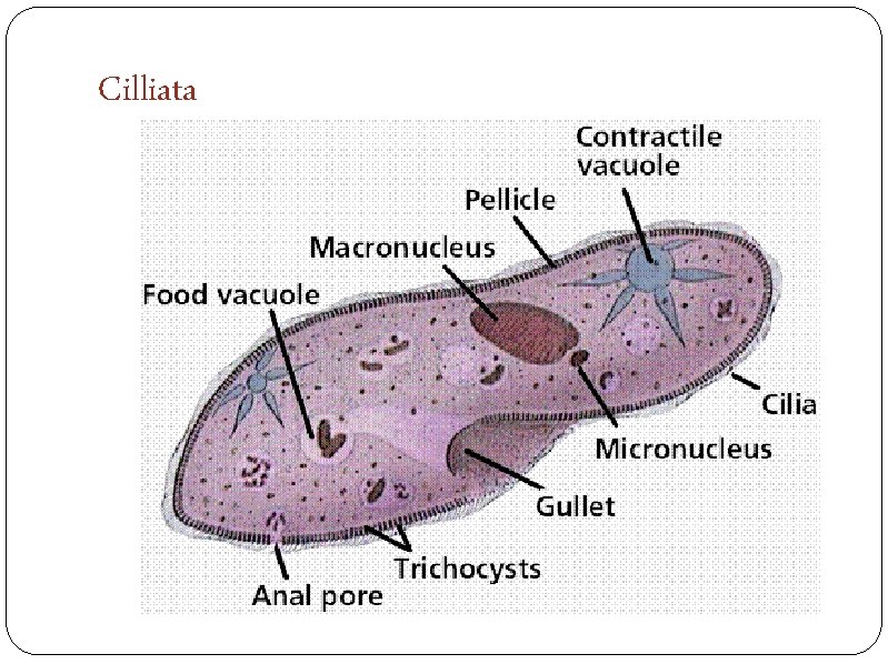 Cilliata 