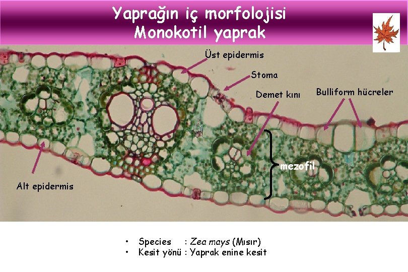 Yaprağın iç morfolojisi Monokotil yaprak Üst epidermis Stoma Demet kını mezofil Alt epidermis •