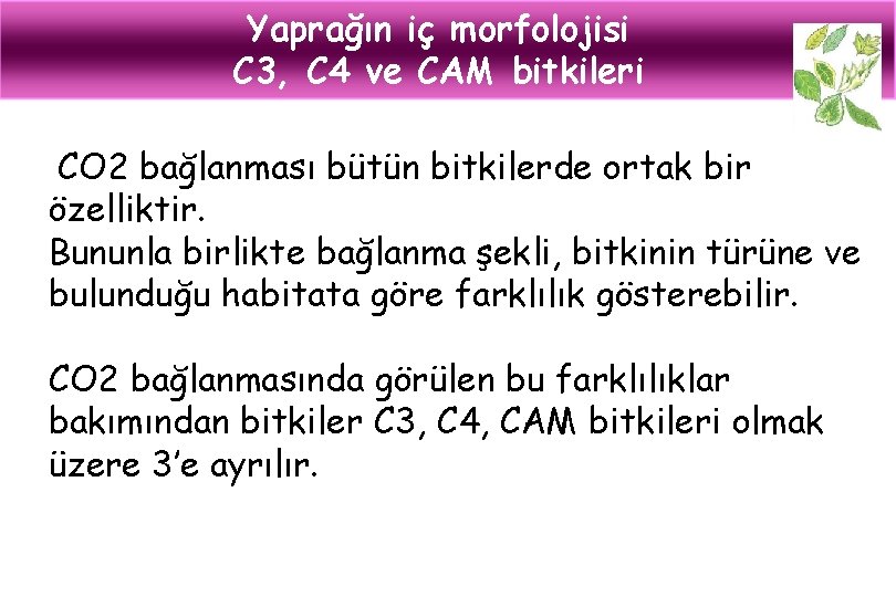 Yaprağın iç morfolojisi C 3, C 4 ve CAM bitkileri CO 2 bağlanması bütün