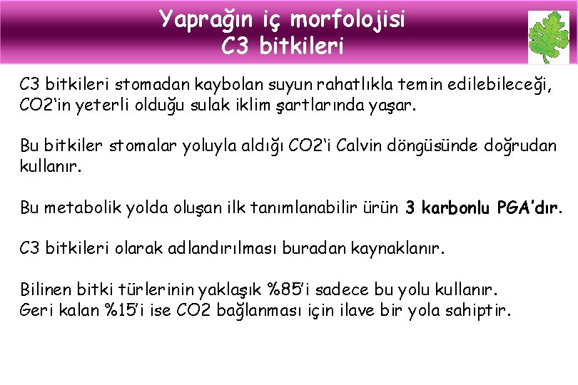 Yaprağın iç morfolojisi C 3 bitkileri stomadan kaybolan suyun rahatlıkla temin edilebileceği, CO 2‘in