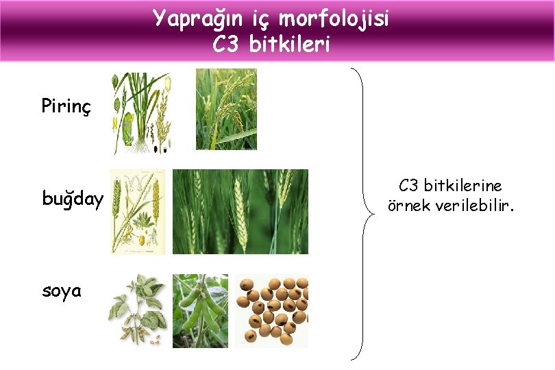 Yaprağın iç morfolojisi C 3 bitkileri Pirinç buğday soya C 3 bitkilerine örnek verilebilir.