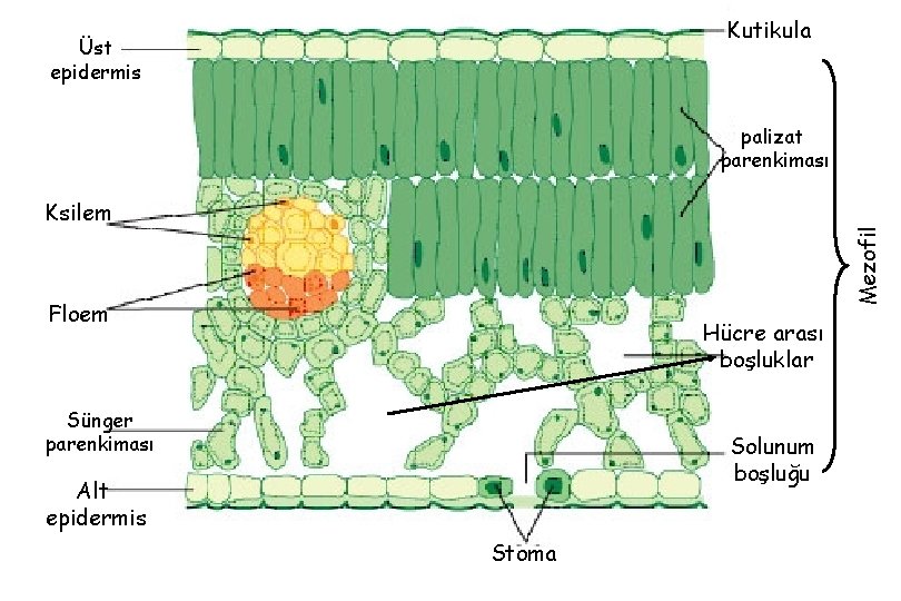 Kutikula Üst epidermis palizat parenkiması Mezofil Ksilem Floem Hücre arası boşluklar Sünger parenkiması Solunum