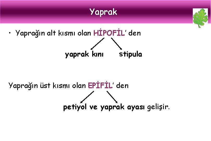 Yaprak • Yaprağın alt kısmı olan HİPOFİL’ den yaprak kını stipula Yaprağın üst kısmı