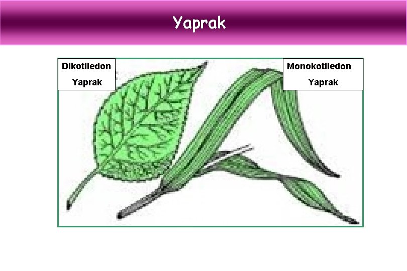 Yaprak Dikotiledon Yaprak Monokotiledon Yaprak 